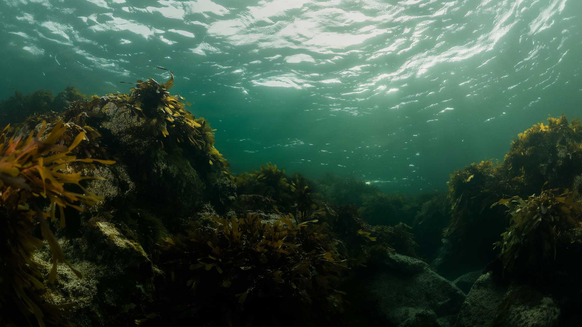 halibut-bg.jpg