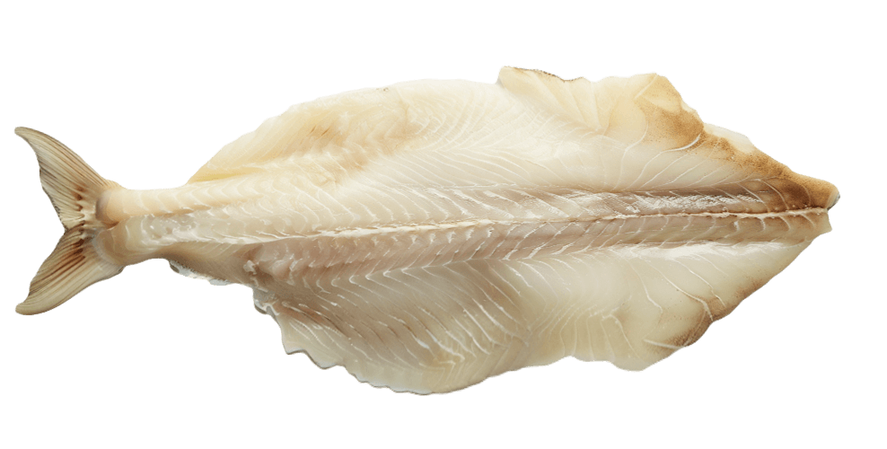 halibut-fillet.png