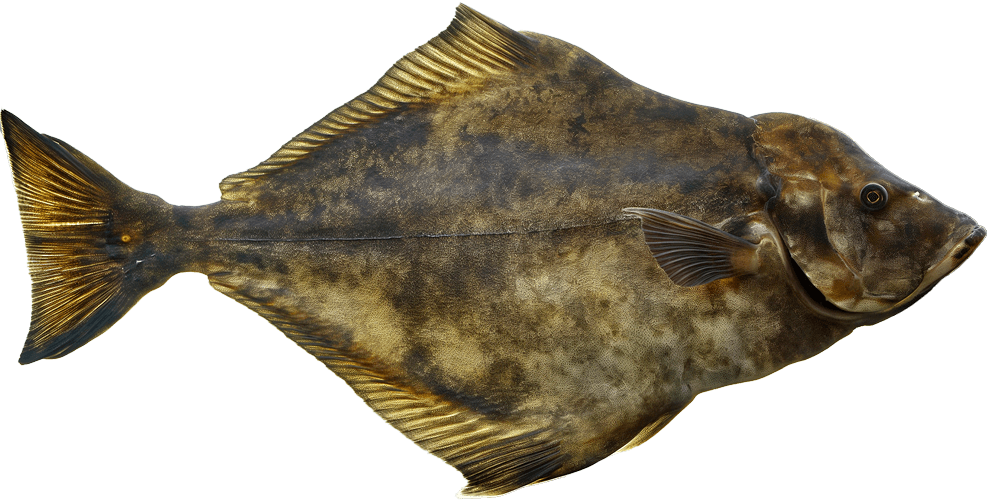 halibut.png