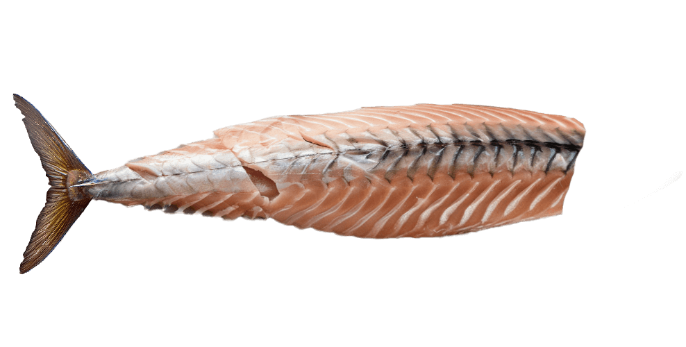 mackerel-fillet.png