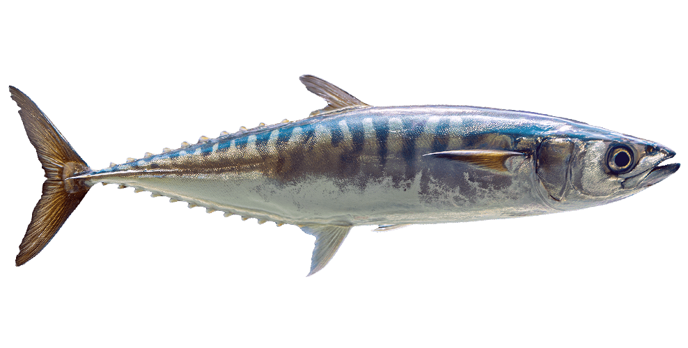mackerel.png