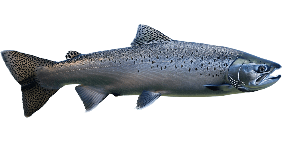 salmon-1.png