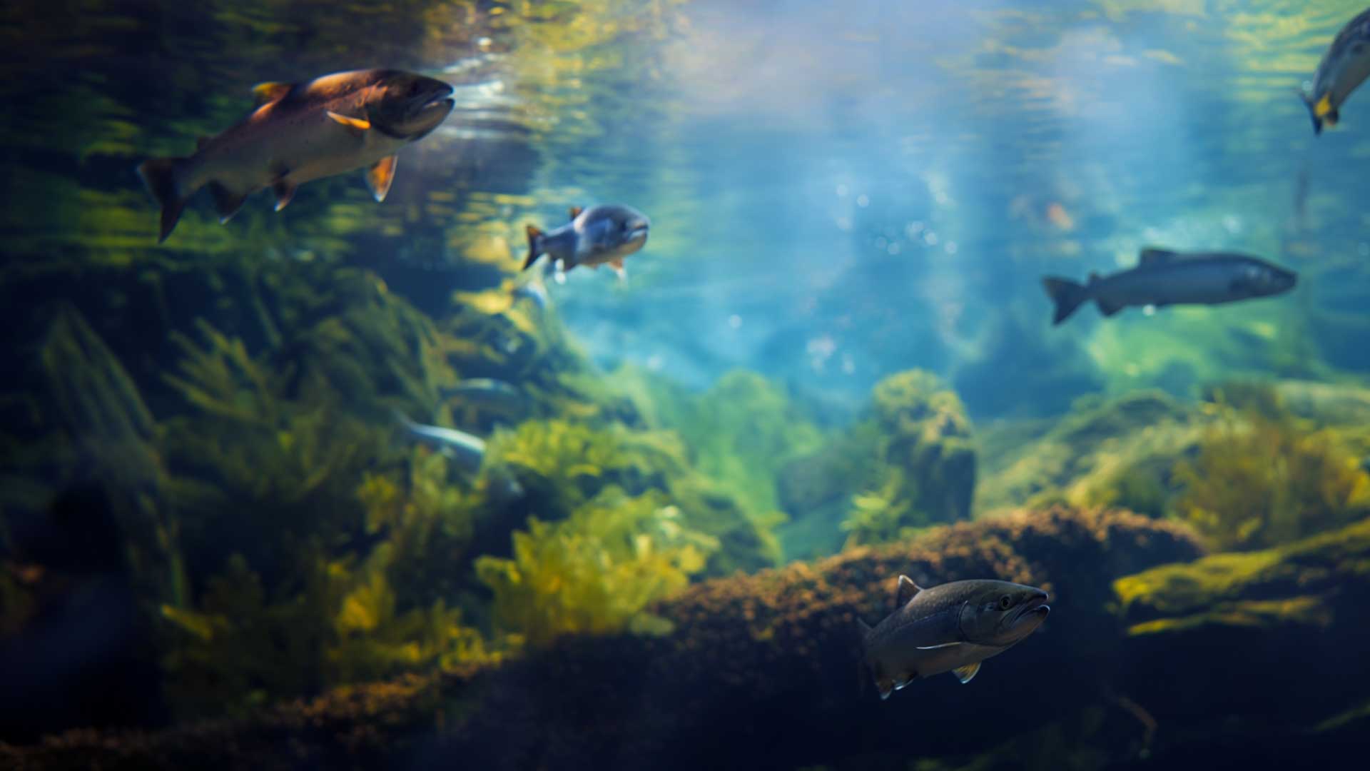salmon-bg-1.jpg