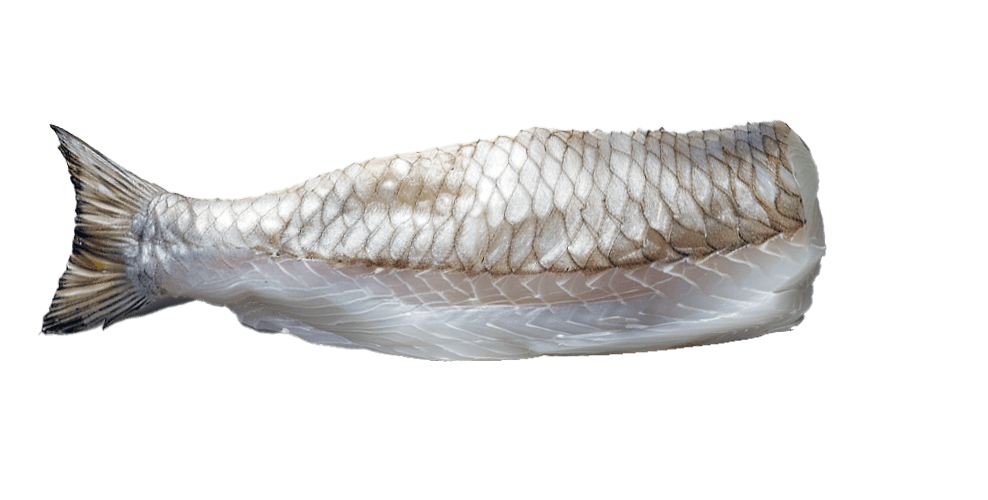 seabass-fillet-1.png