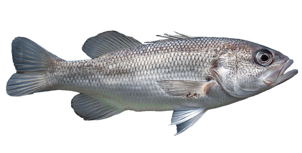 seabass.png