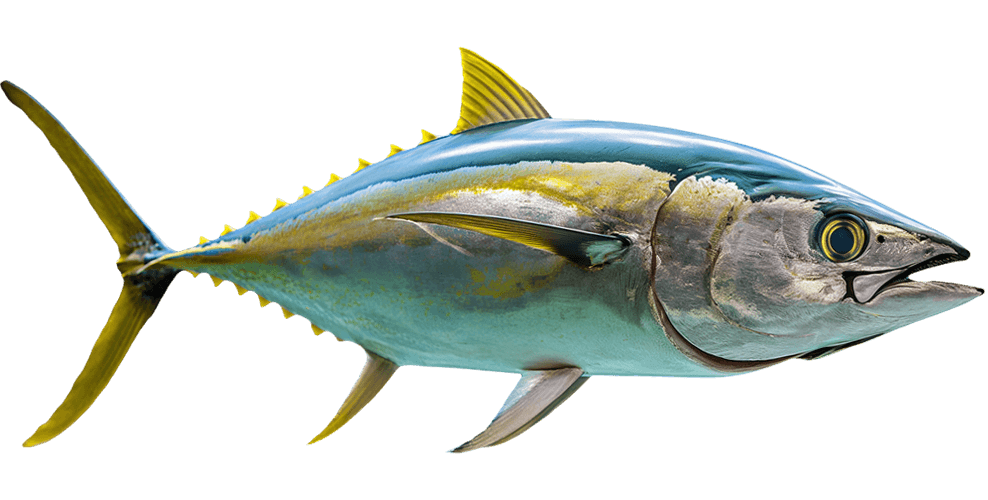 tuna.png