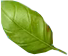 green_0000_1.png