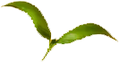 green_0004_5.png