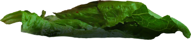 letuce.png